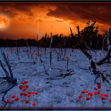 Les_Coquelicots
