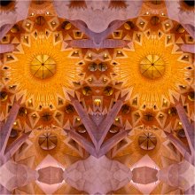 Une_Chouette_dans_l'Arbre